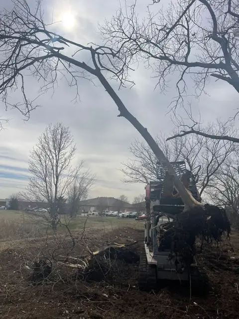 Track loader pulling a tree out of the ground