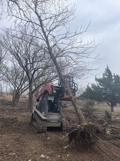 Track loader removing a tree with its root ball