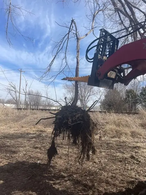 Tree lifted out with its full root ball