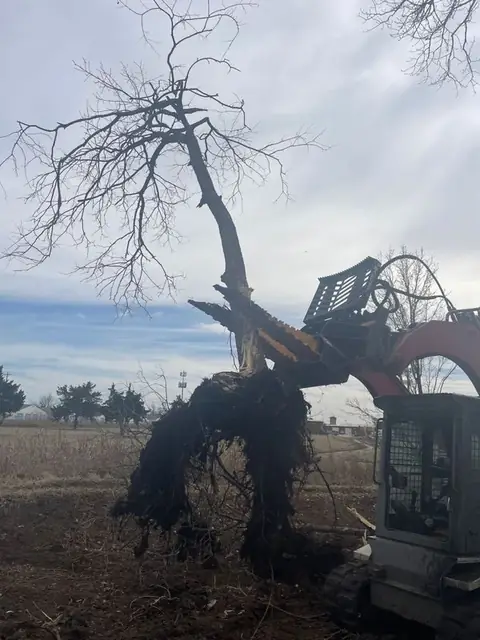Track loader pulling a tree with the roots attached