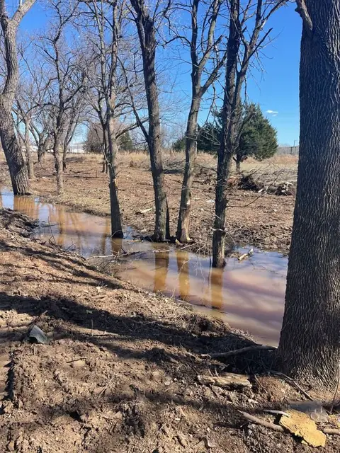 Standing water among the trees on a cleared lot