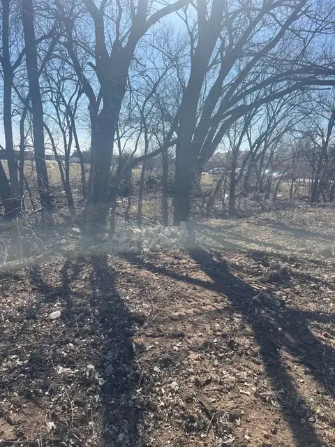 Cleared woods floor in late-day shade